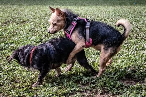 dog humping girl|Female dog keeps humping NEXT to my other female dog :。